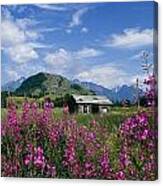 Old Cabin W Fireweed Summer Sc Ak Canvas Print