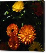 Old-fashioned Marigolds Canvas Print