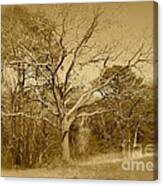 Old Haunted Tree In Sepia Canvas Print