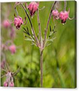 Old Man's Whiskers Wildflower Canvas Print