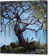 Old Oak Canvas Print