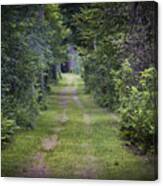 Old Road Through Forest Canvas Print