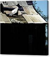 Old Tin Roof 12788 Canvas Print