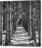 Old Tree Farm Smoky Mountains Painted Bw Canvas Print