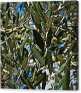 Olive Branch Canvas Print
