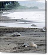 Olive Ridley Turtles Canvas Print