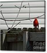 On The Fence Canvas Print