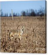 On The Prowl.. Canvas Print