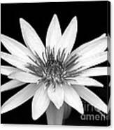 One Black And White Water Lily Canvas Print