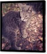 One Eyed #alleycat I Named Sam.  He Canvas Print