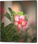 One Perfect Bloom Canvas Print