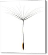 One Single Dandelion Seed Cutout On Canvas Print