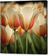 Only Tulips Canvas Print