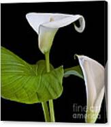 Open White Calla Lily I Canvas Print