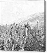 Opium Farming In Persia Canvas Print