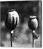 Opium Poppies Canvas Print