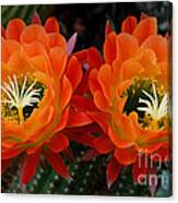 Orange Cactus Flowers Canvas Print