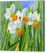 Orange Daffodils With Background Canvas Print