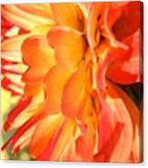 Orange Dahlia Canvas Print