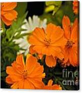 Orange Flowers Canvas Print