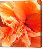 Orange Hibiscus Canvas Print