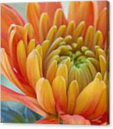 Orange Mum Closeup Canvas Print