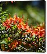 Orange Rhododendron Canvas Print