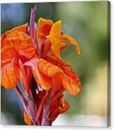 Orange Ruffled Beauty Canvas Print