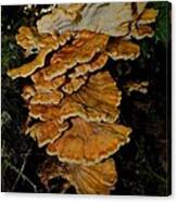 Orange Tree Fungus Canvas Print