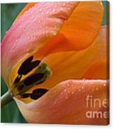 Orange Tulip Canvas Print
