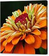 Orange Zinnia Canvas Print