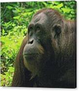 Orangutan Canvas Print