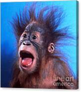 Orangutan Pongo Pygmaeus Baby Canvas Print