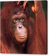 Orangutan Scratching Head Canvas Print