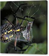 Orb Weaver Spider Canvas Print