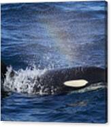 Orca Surfacing Hokkaido Japan Canvas Print