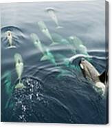 Orcas Bow Riding Canvas Print