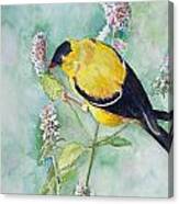 Orchard Oriole Canvas Print