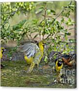 Orchard Orioles Canvas Print