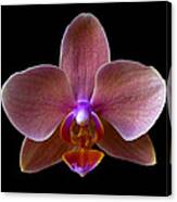 Orchid 17 Canvas Print