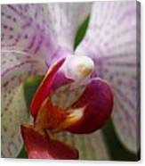 Orchid 201 Canvas Print
