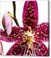 Orchid 3 Of 3 Canvas Print
