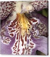 Orchid 483 Canvas Print