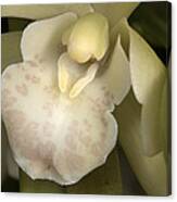 Orchid 498 Canvas Print