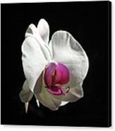 Orchid Canvas Print