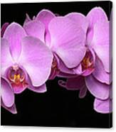 Orchid Arch Canvas Print