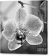 Orchid Black And White Canvas Print