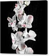 Orchid Flowers On Black Canvas Print