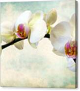 Orchid Heaven Canvas Print