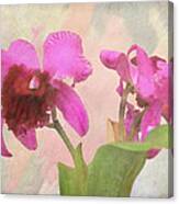 Orchid In Hot Pink Canvas Print